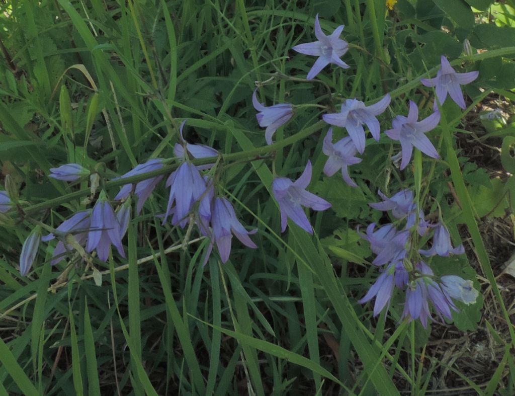 Campanula rapunculus